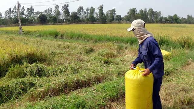 Nông dân giờ đây rất cần một tổ chức đứng ra thu gom để không còn cảnh bị cò chèn ép như hiện nay - Ảnh: Bửu Đấu