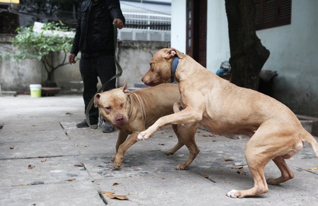 
Anh Tuấn Anh nuôi 2 con chó Pitbull tại nhà và không bao giờ dắt chó đi ra đường.
