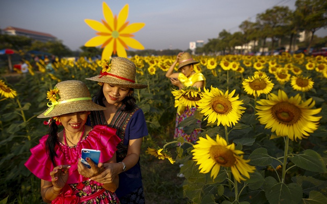 
Những người phụ nữ chụp ảnh với hoa hướng dương trên cánh đồng ở Bangkok, Thái Lan.
