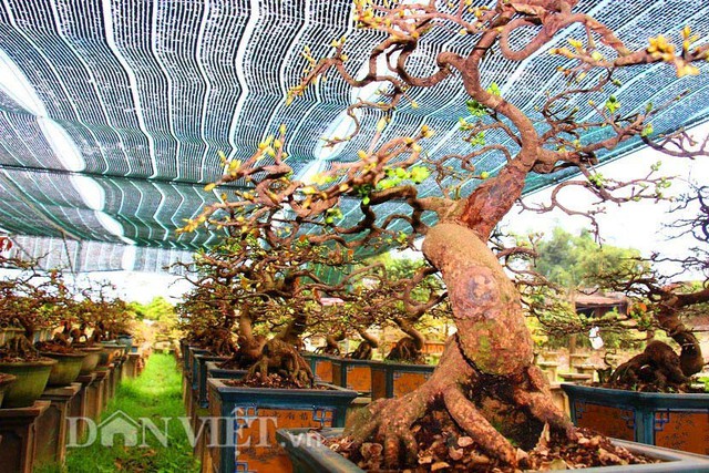 
Mai bonsai Bình Định có giá từ vài trăm ngàn đồng cho đến vài chục triệu đồng
