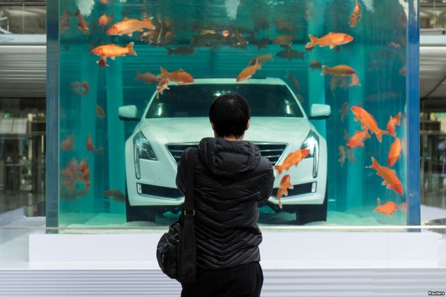 Người đàn ông chụp ảnh chiếc ô tô được trưng bày trong bể cá ở thành phố Thượng Hải, Trung Quốc.