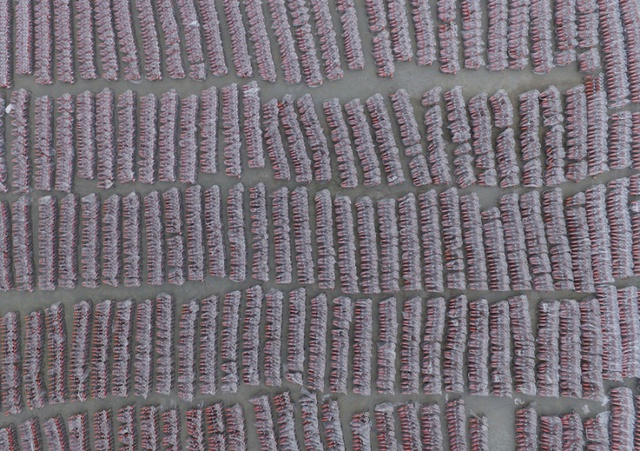 Khoảng 10.000 chiếc xe đạp công cộng chuẩn bị được đưa vào sử dụng tại thành phố Quảng Châu, Trung Quốc.