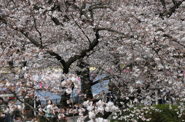 Mọi người đi dạo dưới những cây anh đào nở rộ tại quận Asakusa ở Tokyo, Nhật Bản.