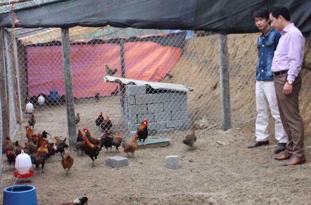 Nhờ vào mô hình nuôi gà rừng, anh Thắng có doanh thu trung bình mỗi năm gần triệu USD
