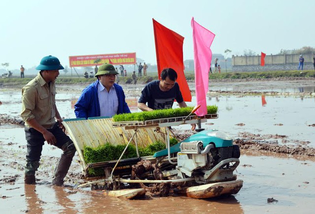 
Bí thư Thành ủy Hà Nội Hoàng Trung Hải đi cấy cùng bà con nông dân
