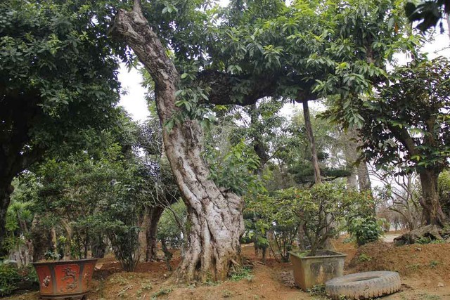 Nhiều đại gia bỏ ra vài tỷ đồng, thậm chí vài chục tỷ đồng để mua những cây bóng mát cổ thụ có dáng độc lạ về trồng trong vườn nhà