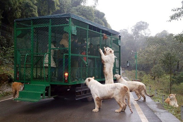 
Những con sư tử lao tới tranh thức ăn.
