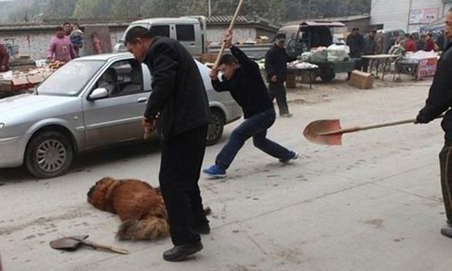 
Chú chó ngao bị đuổi đánh đến chết giữa đường.
