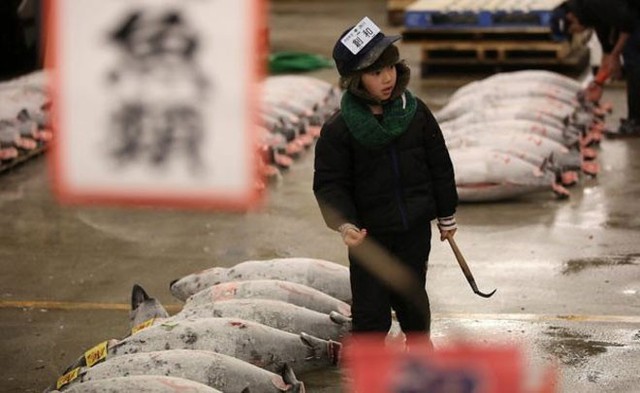 Phiên đấu giá cá đầu năm ở Nhật thường mang về mức giá cao hơn bình thường, bởi sự kiện này được xem là đem lại may mắn cho hoạt động kinh doanh trong cả năm. Ảnh: Reuters.