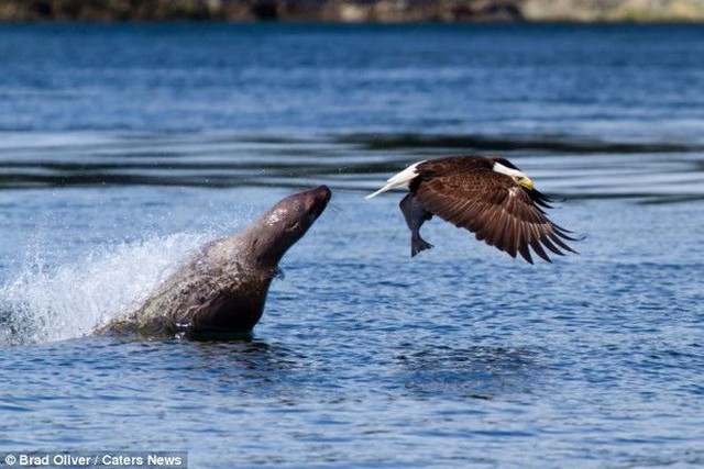 
Đại bàng không biết rằng chú cá đang trong tầm ngắm của một con sư tử biển. (Nguồn: Caters News Agency)
