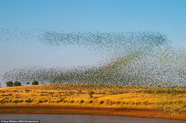 Khoảnh khắc choáng ngợp trước hàng vạn con chim vẹt xanh đồng loạt vỗ cánh bay