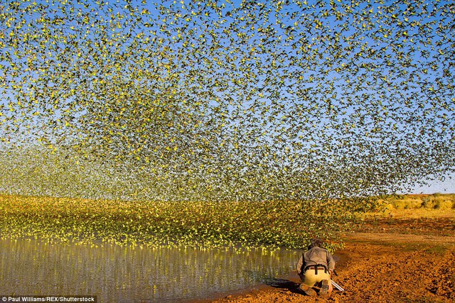 
Đàn chim bay phủ kín cả vùng không gian trên hồ nước khô cạn
