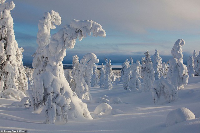 Quang cảnh này ở Lapland tưởng chỉ có trong tưởng tượng nhưng nó lại có thật. Tuyết bao phủ đè nặng, làm những cái cây bị uốn cong thành hình thù lạ mắt như vậy.