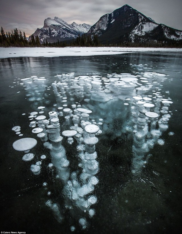 Hồ nước này trông giống như chứa đầy sinh vật biển kỳ lạ trôi nổi nhưng thực ra hồ nước đang sủi bong bóng do chứa khí methanol có thể bốc cháy. Hình ảnh này được chụp tại Khu Bảo tồn Thiên nhiên Quốc gia Banff ở Alberta, Canada.