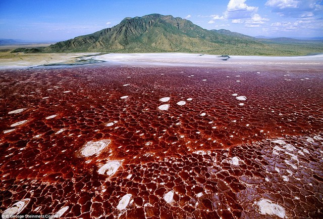 Hồ nước Natron trong thung lũng Great Rift trên đường biên giới giữa Tanzania và Kenya có màu đỏ do tảo chứa hàm lượng muối cao và khoáng chất quý hiếm thoát ra từ những ngọn núi lửa xung quanh.