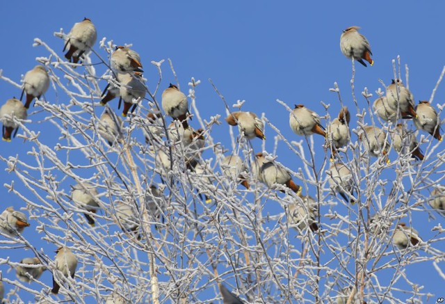 Những con chim kim tước đậu trên cành cây phủ đầy băng tuyết ở thị trấn Novogrudok, Belarus.