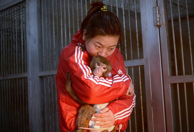 Chú khỉ nằm gọn trong vòng tay huấn luyện viên của sở thú. Một số con khỉ đang được đào tạo để chuẩn bị cho lễ hội đánh dấu năm khỉ sắp tới tại Trung Quốc.