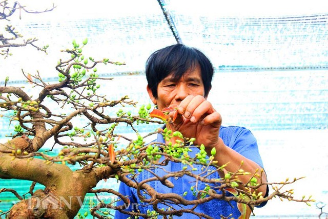 
Ông Nguyễn Trí Tuấn (58 tuổi, làng mai Nhơn An), cho biết: “Mai bonsai có độ tuổi từ 5 năm tuổi trở lên đang được khách chơi mai rất ưa chuộng, loại mai này thích hợp đặt trong không gian chật hẹp. Ngồi ngắm càng lâu thì mới ngẫm ra vẻ đẹp của chúng, không chỉ đẹp ở hoa mà còn cả dáng dấp. Mua mai bonsai, vì gọn nhẹ nên khách hàng bưng nhẹ tênh chứ chẳng cần thiết bị hỗ trợ như các loại mai cảnh khác”.
