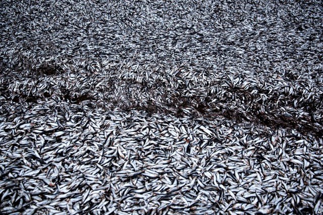 Gần 40 tấn cá rơi xuống đường từ một chiếc xe tải bị lật ở thành phố Viborg, Đan Mạch.