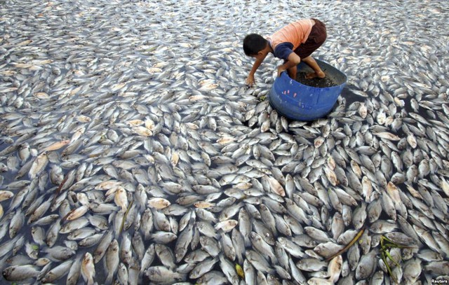 Cậu bé kiểm tra cá chết nổi trên mặt hồ Maninjau ở tỉnh Tây Sumatra, Indonesia.