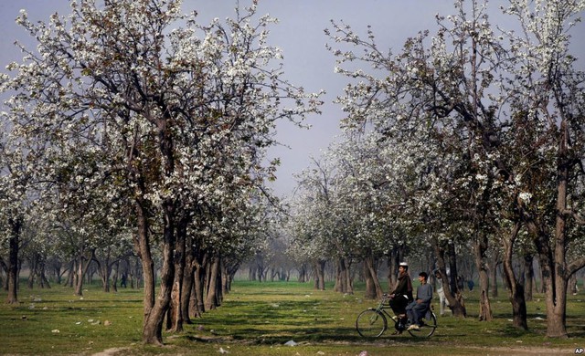 Người đàn ông đạp xe trong một công viên ở thành phố Peshawar, Pakistan.