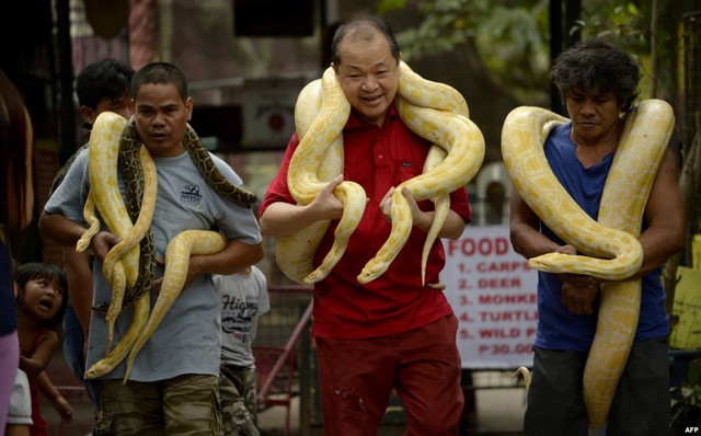 Các nhân viên vườn thú biểu diễn với trăn bạch tạng trong vườn thú Malabon ở thành phố Manila, Philippines.