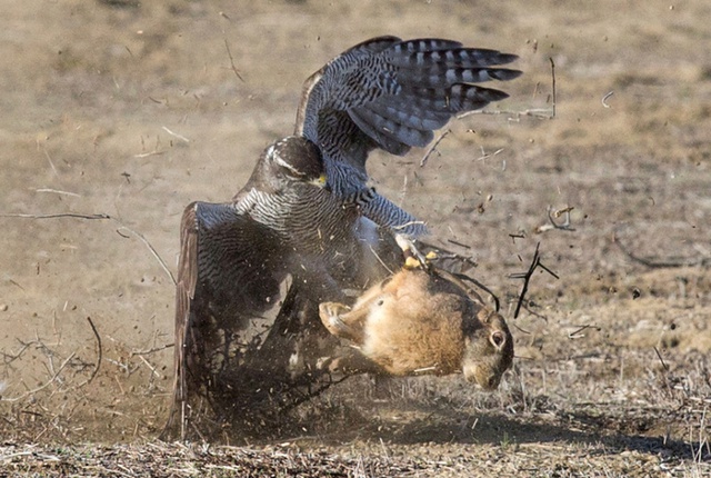 Nhiếp ảnh gia Rob Palmer ghi lại cảnh tượng chim ó lao xuống săn thỏ hoang tại thung lũng Trung tâm ở bang California, Mỹ.