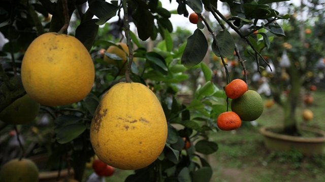 
Sự độc đáo của cây cảnh ông Giáp là các loại quả khác giống như bưởi, cam, quýt... cùng phát triển bình thường trên một thân cây.
