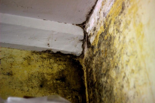 
Góc phòng ngủ của gia đình bà Diệu (tầng 2, khu nhà F4) mốc rêu do hệ thống vệ sinh từ tầng 3,4 dội xuống
