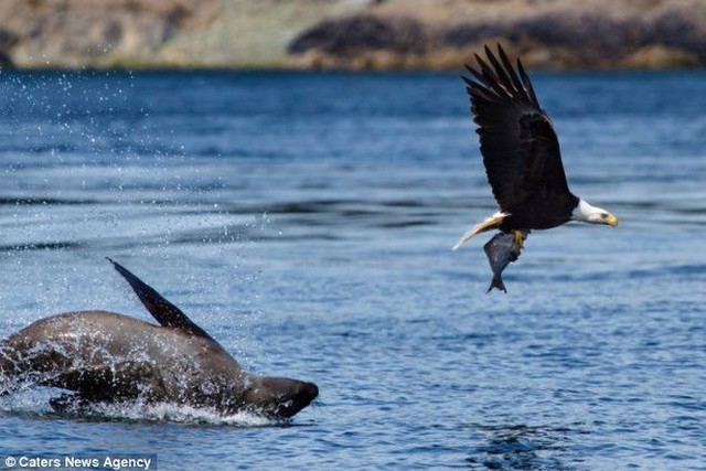 
Khi thấy đại bàng bắt cá, con sư tử biển tức giận và cố đuổi theo. (Nguồn: Caters News Agency)
