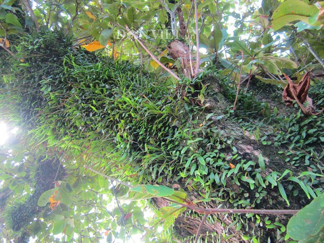 
Trên thân cây bàng cổ thụ có nhiều loại cây mọc kí sinh phủ xanh trông giống như hình vảy rồng,  làm tăng thêm vẻ cổ kính, linh thiêng.
