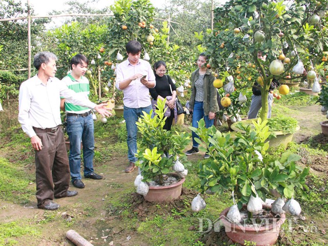 Rất đông khách tham quan tới xem và đặt cây tại vườn
