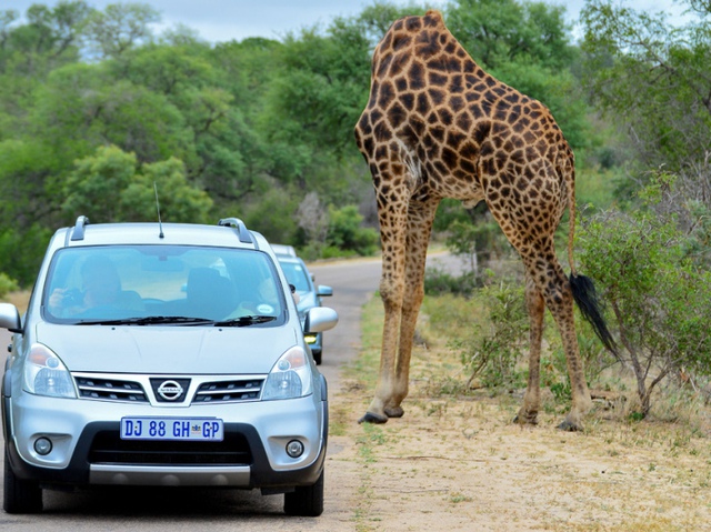 
Nhiếp ảnh gia kiêm hướng dẫn viên du lịch Arno Pietersen ghi lại khoảnh khắc hươu cao cổ “mất đầu” trong một vườn quốc gia ở Nam Phi.
