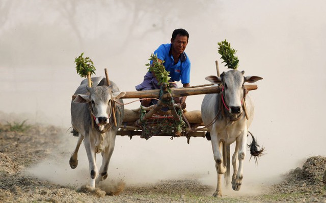 Cuộc thi đua xe bò truyền thống được tổ chức ở ngoại ô thành phố Yemethin, Myanmar.
