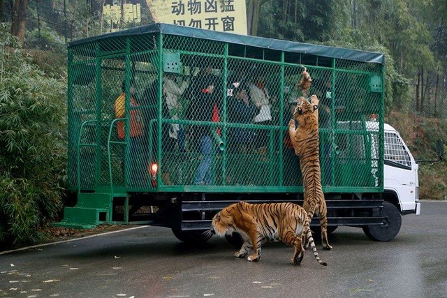 
Theo các nhân viên của công viên, dịch vụ trên không dành cho những người yếu tim.
