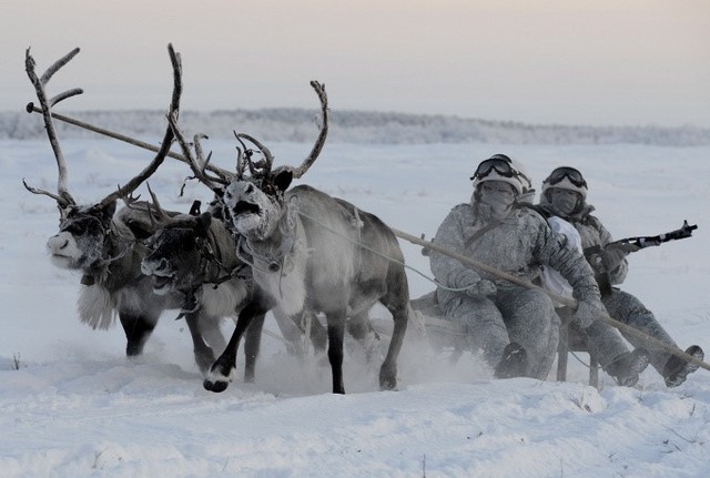 
Tuần lộc kéo xe trượt tuyết chở binh lính ở Bắc Cực
