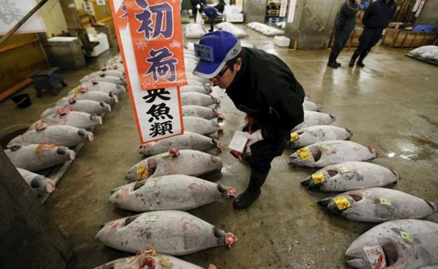Người Nhật tiêu thụ phần lớn lượng cá ngừ vây xanh được đánh bắt trên toàn thế giới. Ảnh: Reuters.