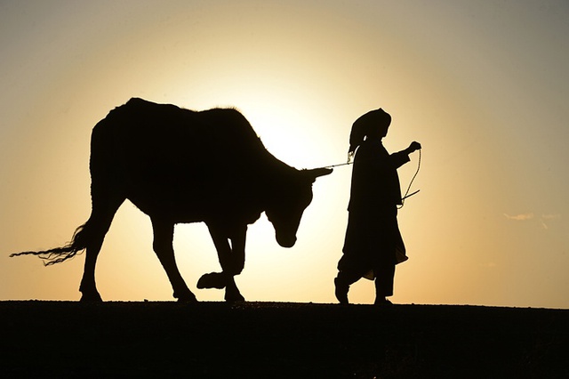 Người đàn ông cùng con bò của mình đi dưới ánh hoàng hôn ở Herat, Afghanistan.