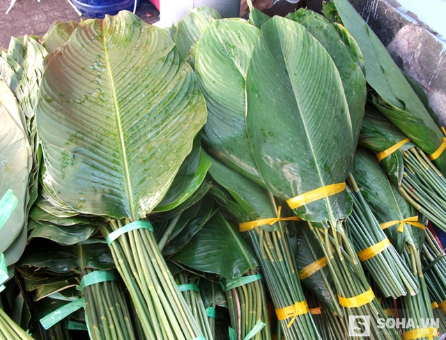 Lá dong miền Đông (buộc dây màu xanh) và lá dong miền Nam có kích thước mà màu xanh đậm, nhạt khác nhau.