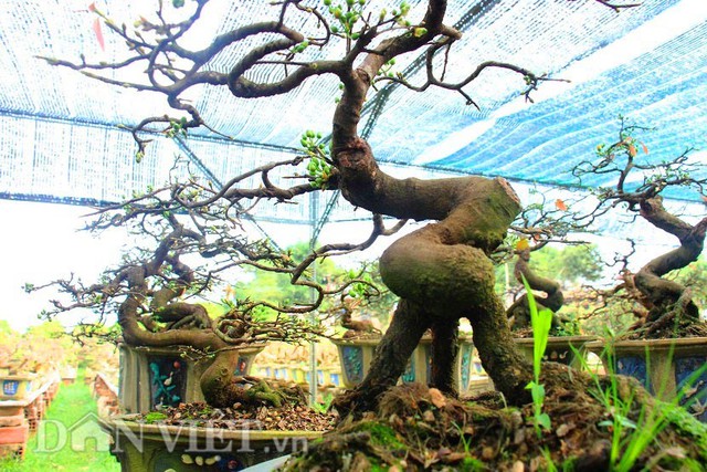 
Có gốc gác từ làng mai Nhơn An, ông Bùi Xuân Lý (52 tuổi, trú TP Quy Nhơn) đã chăm chút cho hơn 100 chậu mai bonsai của mình để bán dịp Tết. Tại gian hàng của ông, loại mai này có giá từ 1,5 triệu đồng đến vài chục triệu mỗi chậu.
