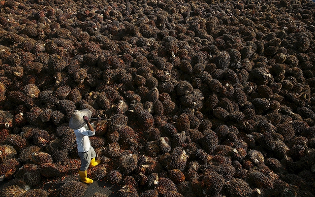 
Công nhân thu lượm những quả dầu cọ trong một nhà máy sản xuất dầu cọ ở Sepang, Malaysia.
