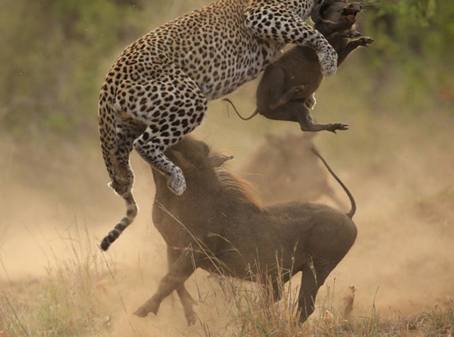 
Nhiếp ảnh gia Ziggi Hugo đã vô tình chụp được khoảnh khắc ngoạn mục khi lợn rừng tử chiến với báo đốm để cứu con trong công viên quốc gia Kruger, Nam Phi.
