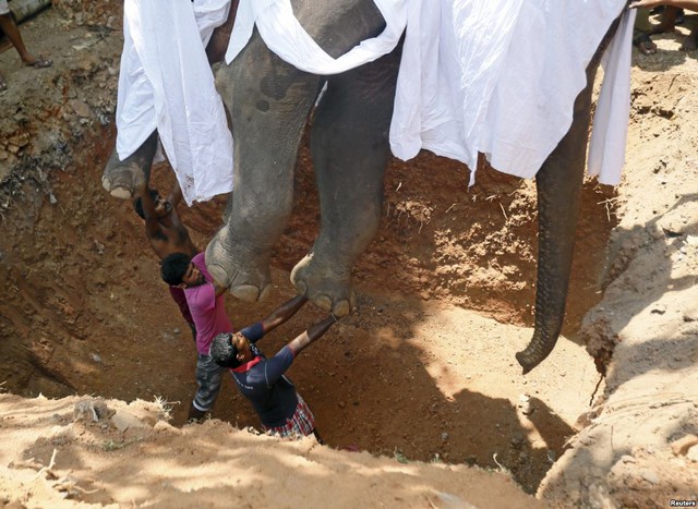 Người dân chôn xác một con voi theo nghi thức truyền thống tại một ngôi chùa ở Colombo, Sri Lanka.