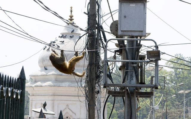 Khỉ leo dây điện trên đường phố cạnh ngôi đền Shree Pashupatinath ở Kathmandu, Nepal.