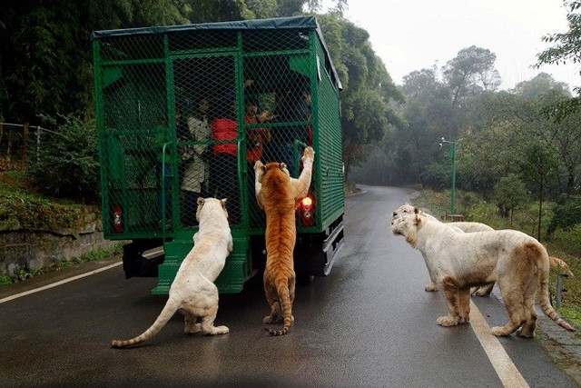 
Một số du khách thét lên sợ hãi.
