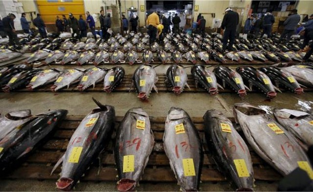 Các nhà hoạt động môi trường cảnh báo loài cá ngừ vây xanh đang tiến tới tuyệt chủng. Nhiều người thậm chí còn muốn có lệnh cấm hoạt động thương mại đối với loài cá này. Ảnh: Reuters.