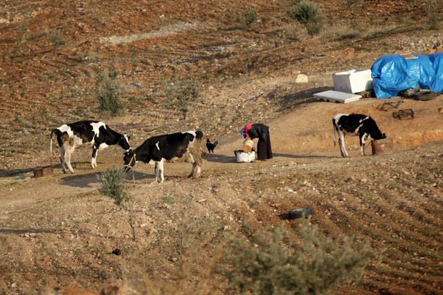 Những người sơ tán cũng tranh thủ nuôi bò sữa và gia cầm tại nơi ở tạm.