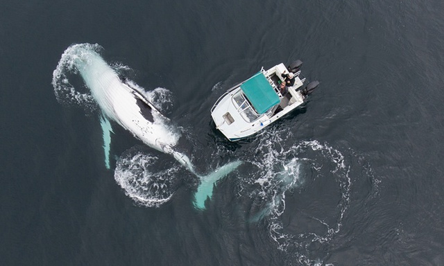Cá voi lưng gù khổng lồ vùng vẫy gần một chiếc thuyền nhỏ ở ngoài khơi vịnh Byron, Australia.