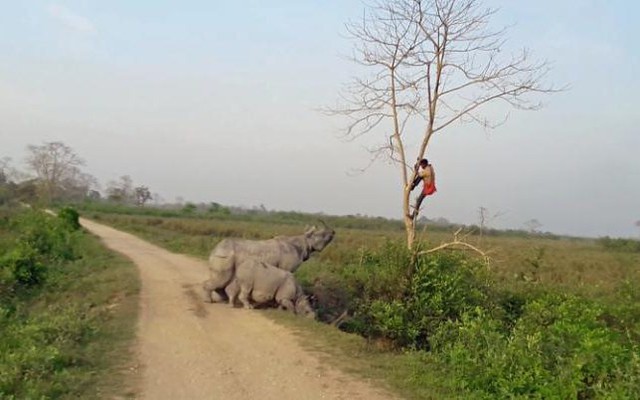 Một người huấn luyện voi phải trèo lên cây sau khi bị tê giác truy đuổi trong vườn quốc gia Kaziranga ở Assam, Ấn Độ.