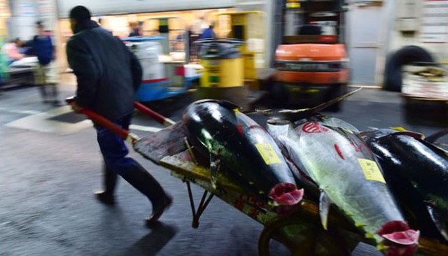 Tháng 11/2016, chợ cá Tsukiji nổi tiếng đã 80 năm tuổi chuyển tới một địa điểm mới, nên đây chính là cuộc đấu giá đầu năm cuối cùng ở địa điểm hiện tại. Việc chuyển địa điểm chợ này đã bị trì hoãn từ lâu sau khi phát hiện hóa chất độc hại ở nền đất của địa điểm mới vốn trước đây là một nhà máy chế biến than. Ảnh: Reuters.